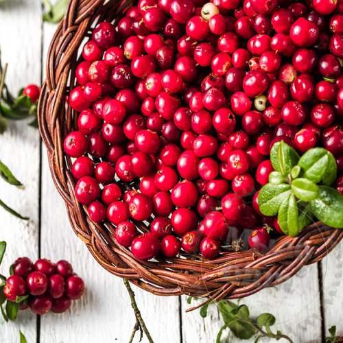 Cranberry Powder 100 g Mylo Opt global supplier Cranberry Powder 100 g cosmetic ingredient Mylo Opt
