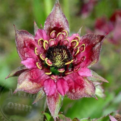 Marsh cinquefoil - Russian ginseng 10 kg Mylo Opt global supplier Marsh cinquefoil - Russian ginseng 10 kg cosmetic ingredient Mylo Opt