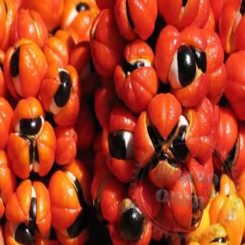 Ayurvedic powder Chestnut 100 g Mylo Opt global supplier Ayurvedic powder Chestnut 100 g cosmetic ingredient Mylo Opt