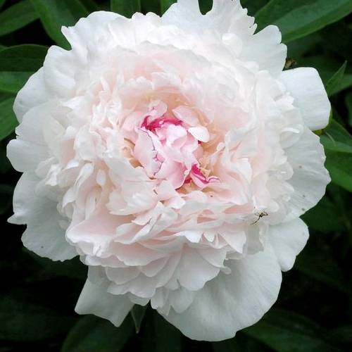 White Peony Extract Powder 1 kg Mylo Opt global supplier White Peony Extract Powder 1 kg cosmetic ingredient Mylo Opt