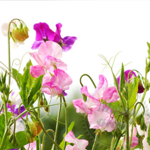 Fragrance Oil Sweet Pea 1 L Mylo Opt global supplier Fragrance Oil Sweet Pea 1 L cosmetic ingredient Mylo Opt