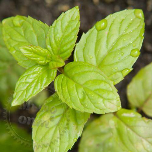 Flavoring food Fresh Mint, 1 L Mylo Opt global supplier Flavoring food Fresh Mint, 1 L cosmetic ingredient Mylo Opt
