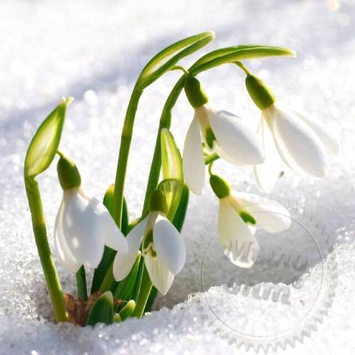 Віддушка Sparkling Snowdrop 1 л Віддушка Sparkling Snowdrop 1 л