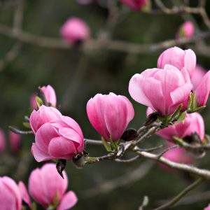 Louisiana Magnolia Fragrance Oil 1 L Mylo Opt global supplier Louisiana Magnolia Fragrance Oil 1 L cosmetic ingredient Mylo Opt