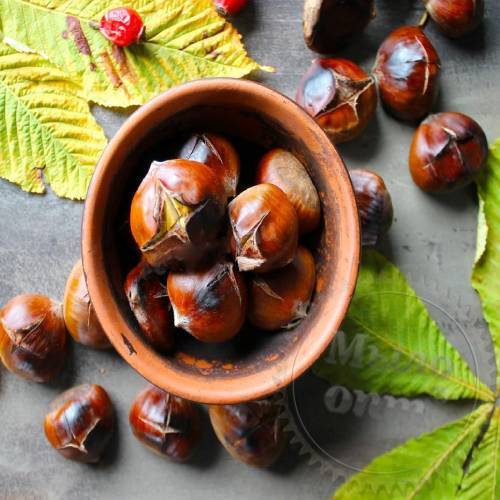 Chestnut powder 2 g Mylo Opt global supplier Chestnut powder 2 g cosmetic ingredient Mylo Opt