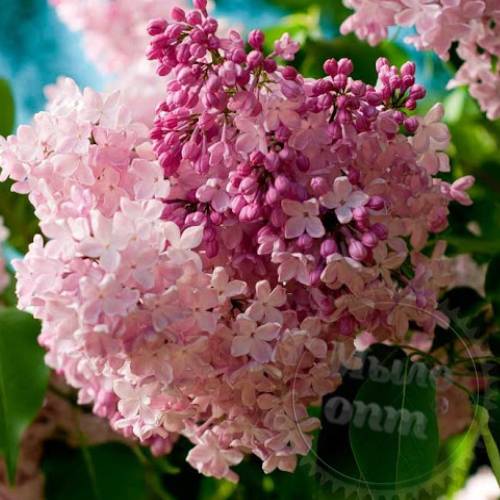 Fragrance Oil American Lilac 50 ml Mylo Opt global supplier Fragrance Oil American Lilac 50 ml cosmetic ingredient Mylo Opt