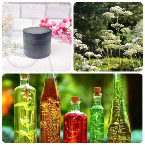 Angelica Extract Powder 51 1 kg Mylo Opt global supplier Angelica Extract Powder 51 1 kg cosmetic ingredient Mylo Opt