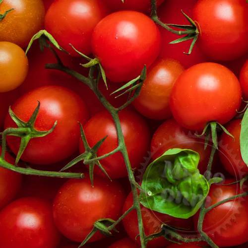 Freshly Cut Tomato Fragrance Oil 1 L Mylo Opt global supplier Freshly Cut Tomato Fragrance Oil 1 L cosmetic ingredient Mylo Opt