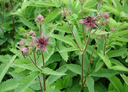 Marsh cinquefoil - Russian ginseng 10 kg Mylo Opt global supplier Marsh cinquefoil - Russian ginseng 10 kg cosmetic ingredient Mylo Opt