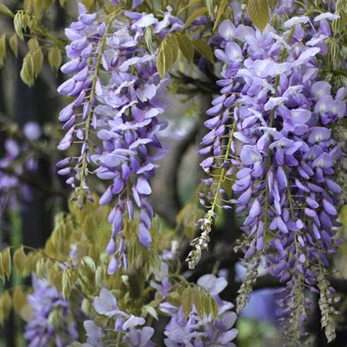 Chinese Wisteria Extract Powder 100 g Mylo Opt global supplier Chinese Wisteria Extract Powder 100 g cosmetic ingredient Mylo Opt