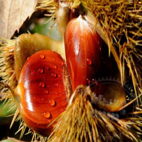 Ayurvedic powder Chestnut 100 g Mylo Opt global supplier Ayurvedic powder Chestnut 100 g cosmetic ingredient Mylo Opt