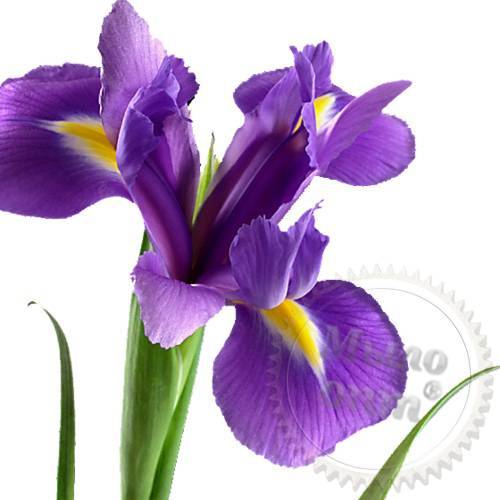Iris Root Extract Powder 100 g Mylo Opt global supplier Iris Root Extract Powder 100 g cosmetic ingredient Mylo Opt