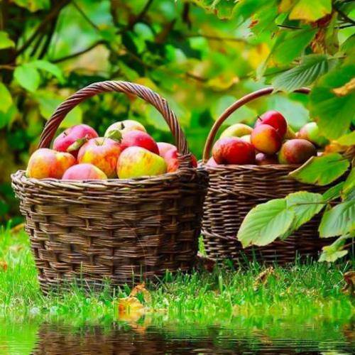 Country Apple food flavor, 1 L Mylo Opt global supplier Country Apple food flavor, 1 L cosmetic ingredient Mylo Opt