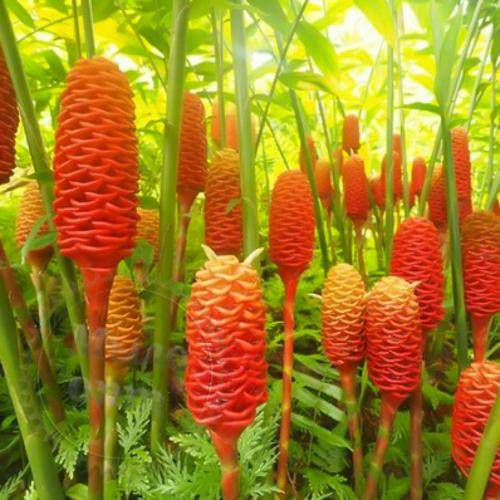 Water soluble - Ginger Flower Fragrance Oil 1 L Mylo Opt global supplier Water soluble - Ginger Flower Fragrance Oil 1 L cosmetic ingredient Mylo Opt