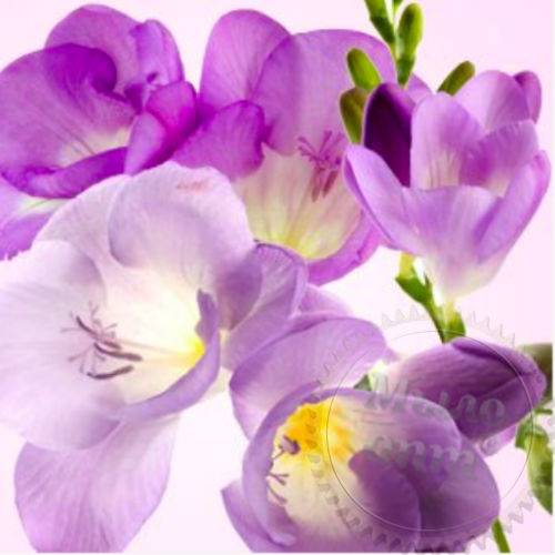 Fragrance Oil Freesia 1 L Mylo Opt global supplier Fragrance Oil Freesia 1 L cosmetic ingredient Mylo Opt