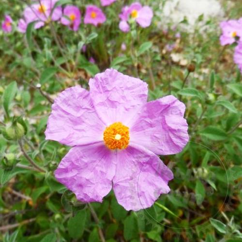 Cistus Absolute 100 g Mylo Opt global supplier Cistus Absolute 100 g cosmetic ingredient Mylo Opt