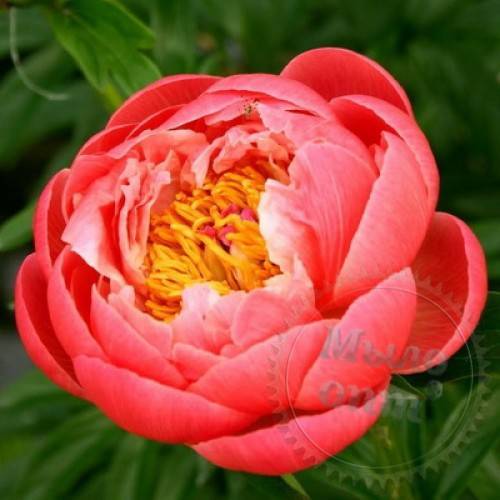 Віддушка Delicate Peony 100 мл Віддушка Delicate Peony 100 мл