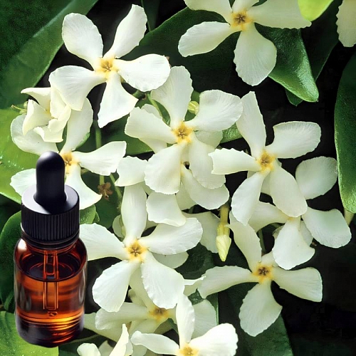 Trachelospermum Jasminoides Essential Oil, 500 ml, 16338.00 UAH, rating ⭐⭐⭐⭐⭐ Milo Opt