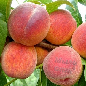 Купить Масляный экстракт плодов Персика, 500 мл в Украине