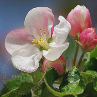 Fragrance Oil Apple blossom, 1 liter