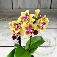 Отдушка Орхидея, 1 литр