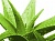 Fragrance Oil for acidic environment Aloe agave, 1 liter, photos, reviews, use