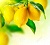 Купить Ароматизатор пищевой Crazy Lemon, 5 мл в Украине
