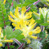 Dried Astragalus woolly-flowered, 1 kg