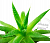 Aloe oil, 50 ml, photos, reviews, use