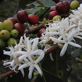Купить coffee blossom essential oil (coffea arabica), 1 л