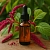 Amaranth Oil Extract 5 ml, photos, reviews, use