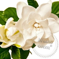 Отдушка White Gardenia Flowers, 1 литр