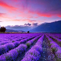 Lavender Fields Fragrance Oil, 1 L