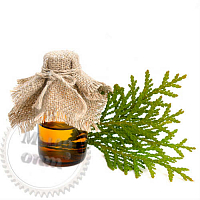 Thuja essential oil, 5 ml