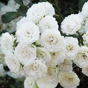 Купить эфирное масло роза белая (альба), 1 л
