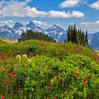 Dry granular Fragrance Oil Alpine Meadow, 1 kg