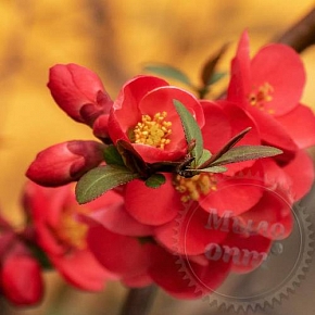 Купить Сухоцвет Айва японская цветки, 1 кг в Украине