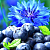 Fragrance Oil Blueberry and cornflower, 1 l, photos, reviews, use