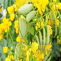 Essential oil of Cassia, 1 liter