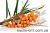 Sea buckthorn extract, 100 ml, photos, reviews, use