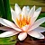 Water lily and jasmine Fragrance Oil, 1 liter, photos, reviews, use