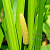 Calamus essential oil, 1 l, photos, reviews, use