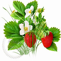 Fragrance STRAWBERRY FOREST 652 / T, 1 liter