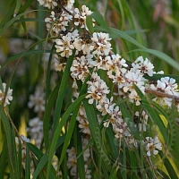 Эфирное масло Фрагонии, 1 л