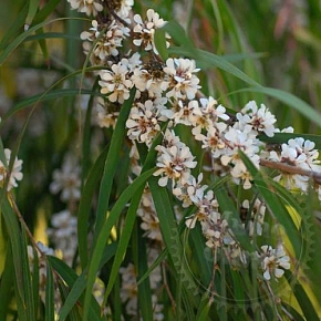 Купить эфирное масло фрагонии, 1 л