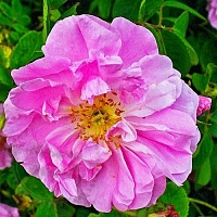 Dry granular Fragrance Oil Rosa Damascon, 1 kg