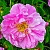 Dry granular Fragrance Oil Rosa Damascon, 1 kg, photos, reviews, use