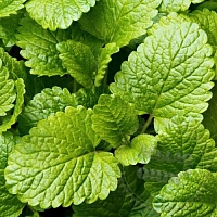 Отдушка Lemon Balm, 1 литр