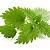 Nettle oil (infusion), 1 liter, photos, reviews, use