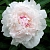 White Peony Extract Powder 1 kg cosmetic ingredient Mylo Opt